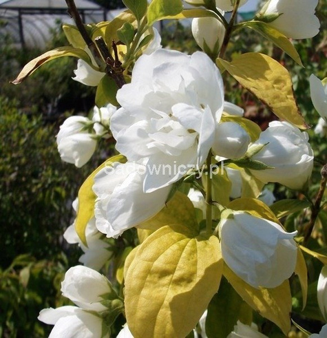 Jaśminowiec Yellow Hill Pełne Pachnące Kwiaty (C2)