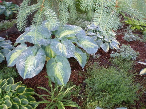 Funkia Hosta Dream Queen (C2)