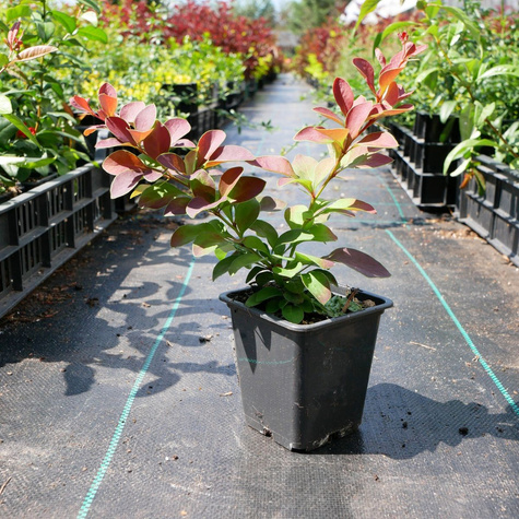 Berberys thunberga Orange Moon (P9)