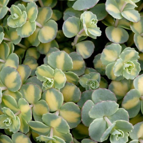 Rozchodnik Siebolda Mediavariegatum (C2)