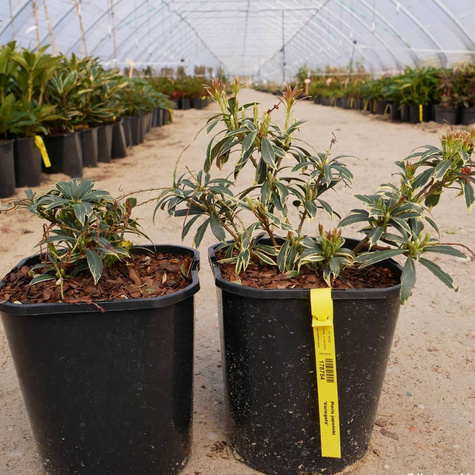 Pieris japoński Variegata (C2)