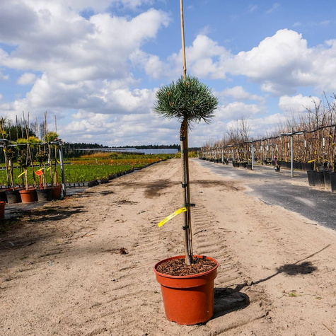 Sosna pospolita Frenshman