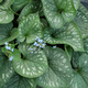 Brunnera wielkolistna Emerald Mist (C2)