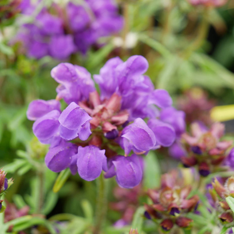 Głowienka wielkokwiatowa Bella Violet Blue (C2)