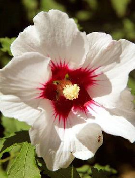 Ketmia syryjska Hibiskus Red Heart (C2)