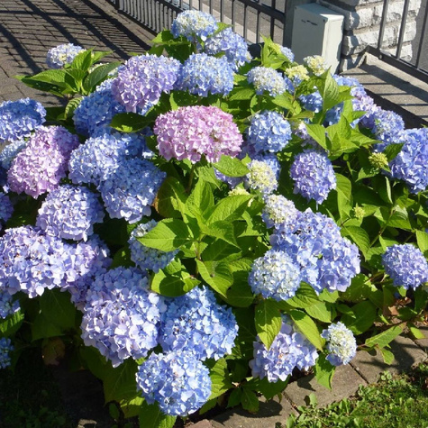 Hortensja ogrodowa Candy Heart Blue (C2)