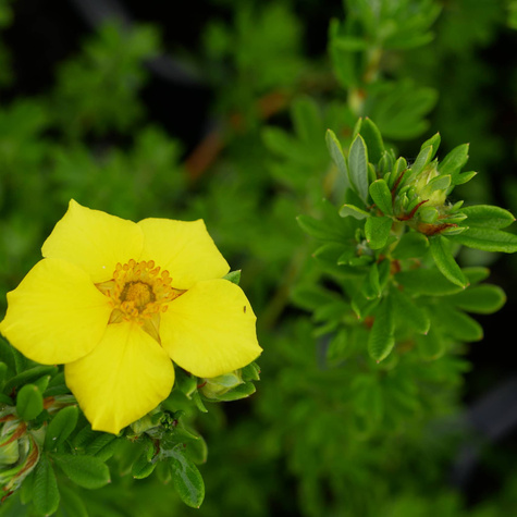 Pięciornik krzewiasty 'Klondike' (C2)