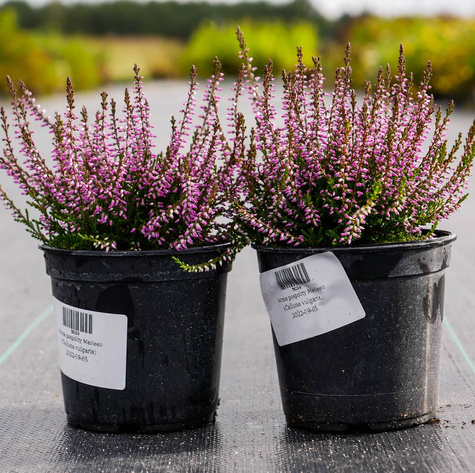 Wrzos pospolity Marleen