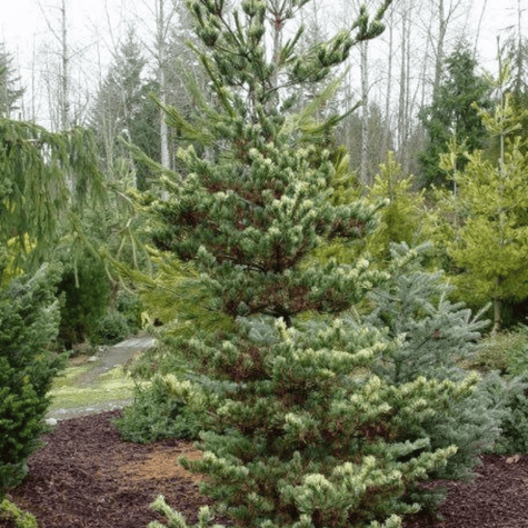 Sosna drobnokwiatowa Fukai Dwubarwna Rzadkość