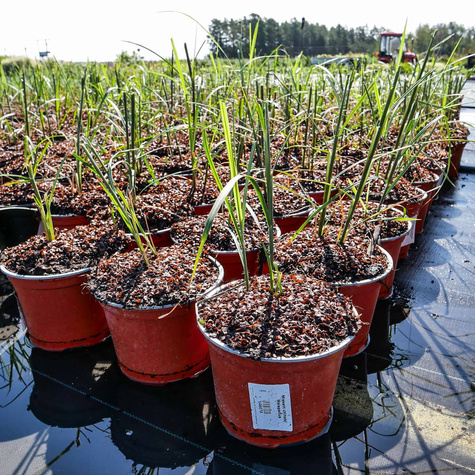 Miskant chiński Malepartus (C2)