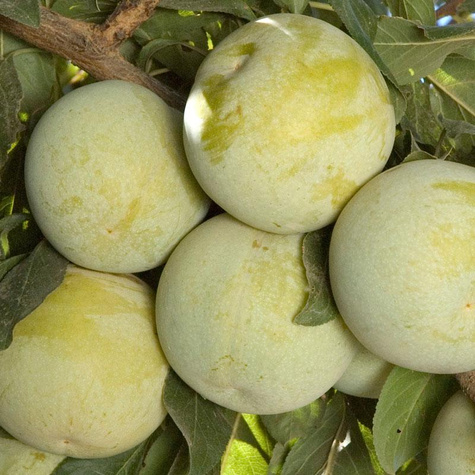 Śliwko-morela Śliwomorela Flawour Queen doniczka (C2)