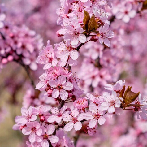 Śliwa wiśniowa Pissardii forma drzewiasta DONICZKA