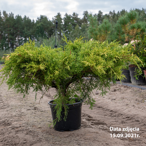 Jałowiec pośredni Old Gold (C2)