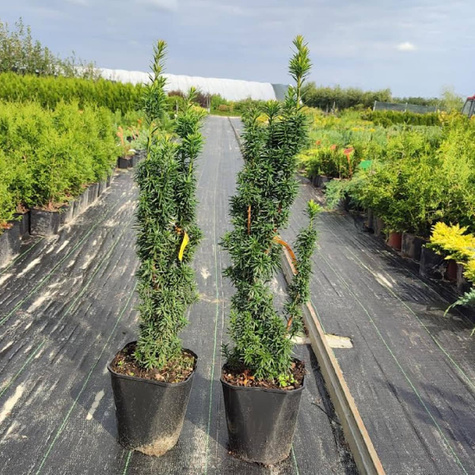 Cis pośredni Wojtek