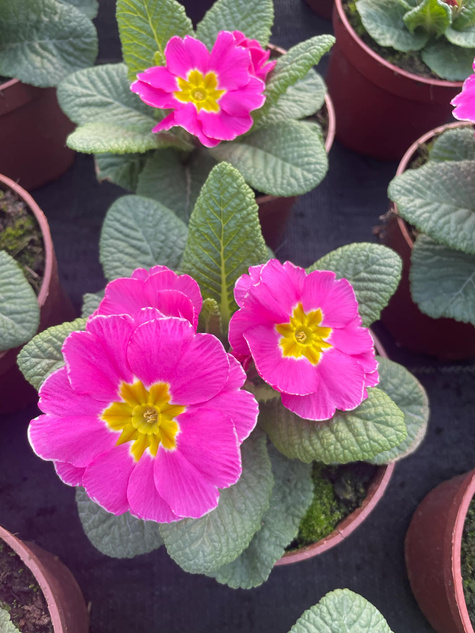 Prymulka Pierwiosnek ciemnoróżowa sadzonka w doniczce