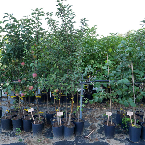 Jabłoń Najdared w doniczce