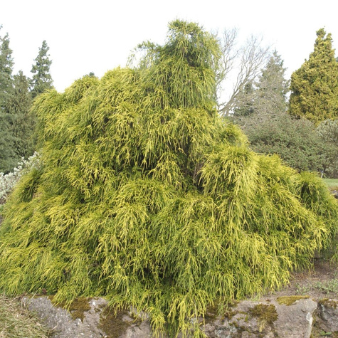 Cyprysik groszkowy Filifera Aurea (C2)