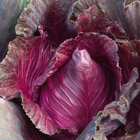 Kapusta głowiasta czerwona KALIBOS średniopóźna 1g