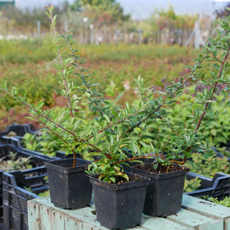 Ognik Szkarłatny Orange Charmer (P9)