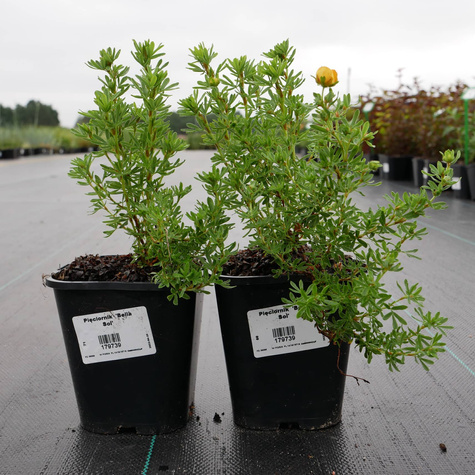 Pięciornik krzewiasty Bella Sol (C2)