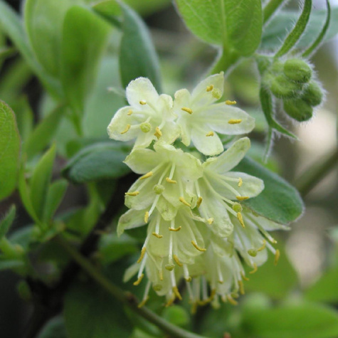 Jagoda kamczacka Zielona