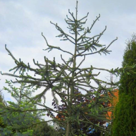 Świerk Engelmanna Snake świerk wężowy