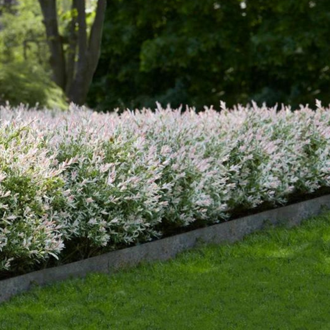 Wierzba całolistna Hakuro Nishiki krzewiasta