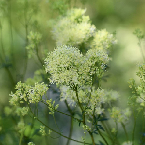 Rutewka żółta Tukker Princess (C2)