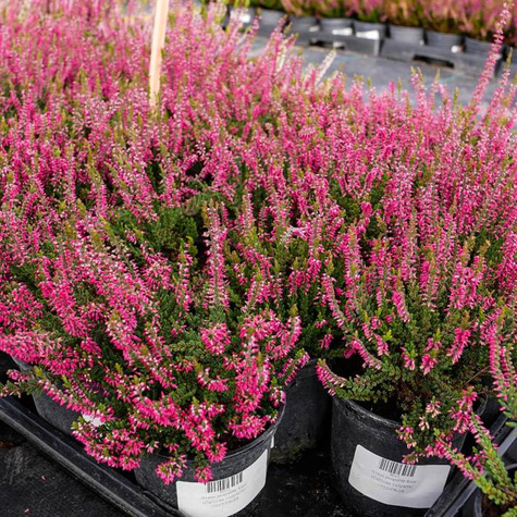 Zestaw 6 x Wrzos pospolity mix kolorów sadzonki