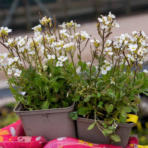 Gęsiówka kaukaska Snow Cap (C2)