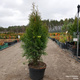 Thuja Tuja Żywotnik zachodni Smaragd 50-70cm Zielona zimą