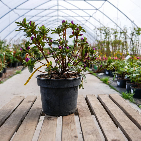 Azalia japońska 'Orlice'