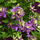Powojnik Clematis Taiga (C2)
