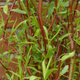 Wierzba erythroflexuosa (C20)