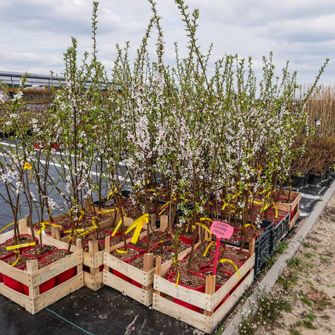 Wiśnia kosmata (C2)