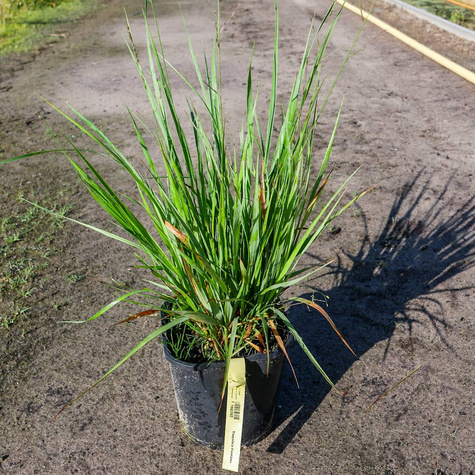 Trzęślica trzcinowata 'Fontäne'