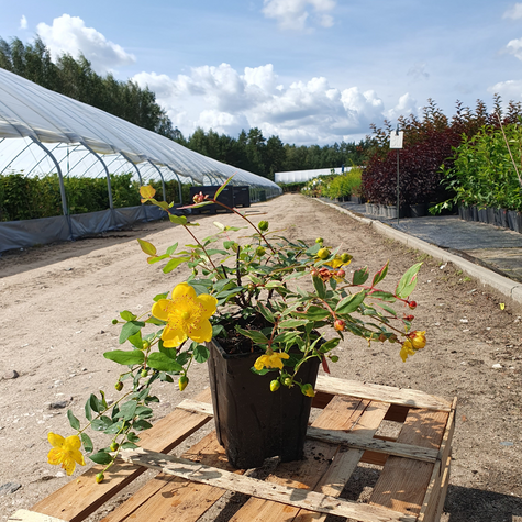 Dziurawiec Tricolor (C2)