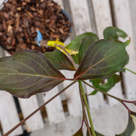 Dereń kousa Cappucino (C2)