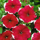 Petunia ogrodowa seria Iluzja czerwona 0,05g 