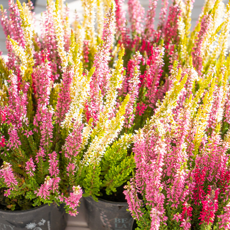 Zestaw 6 x Wrzos pospolity tricolor Trio Mix 3 kolorów sadzonki