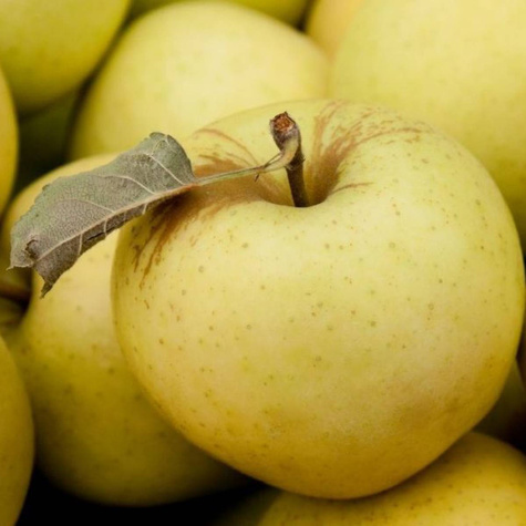 Jabłoń Antonówka Cukrowa w doniczce C2