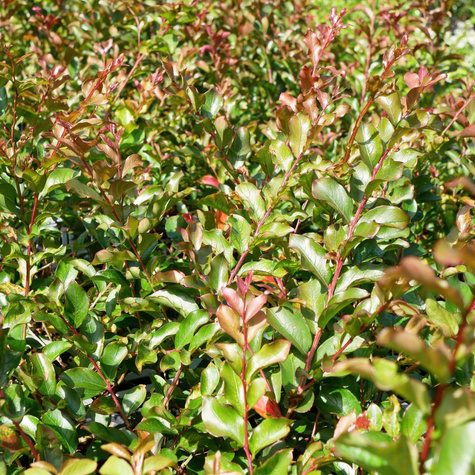 Lagerstremia indyjska Alba Nivea (P9)