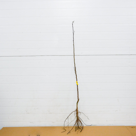 Morela Robada Plant Pack