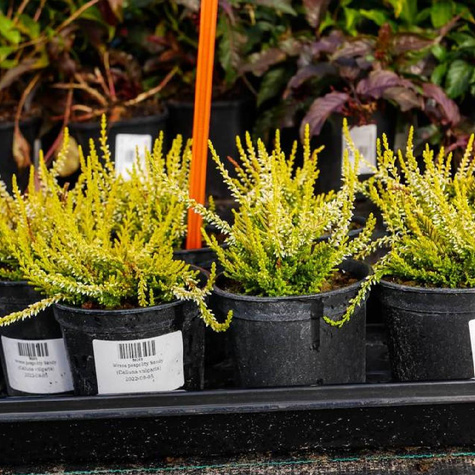 Wrzos pospolity biały kwiat żółte liście sadzonki