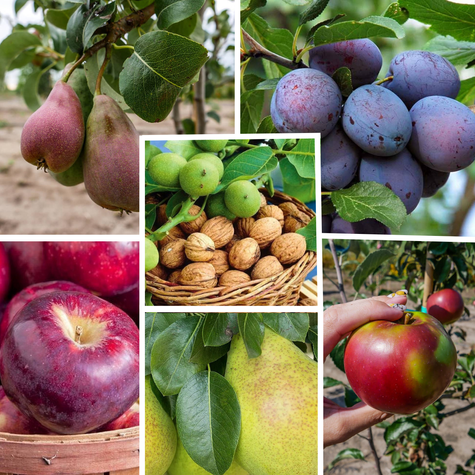 Zestaw Drzewek Owocowanie Październik Listopad Plant Pack