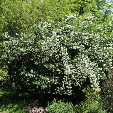 Jaśminowiec Dame Blanche (C1.7)