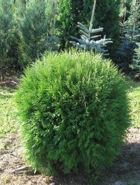 Thuja Tuja Żywotnik zachodni Globosa (C2)