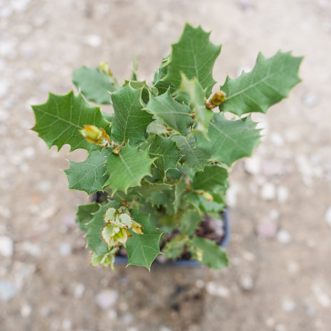 Dąb ostrolistny (C2)