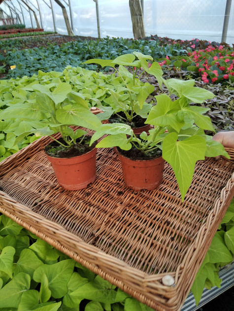 Wilec Impomea limonkowa Pnącze Wilec ziemniaczany Słodki ziemniak Ipomea