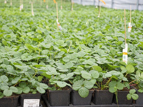 Poziomka Tubby Red w doniczce